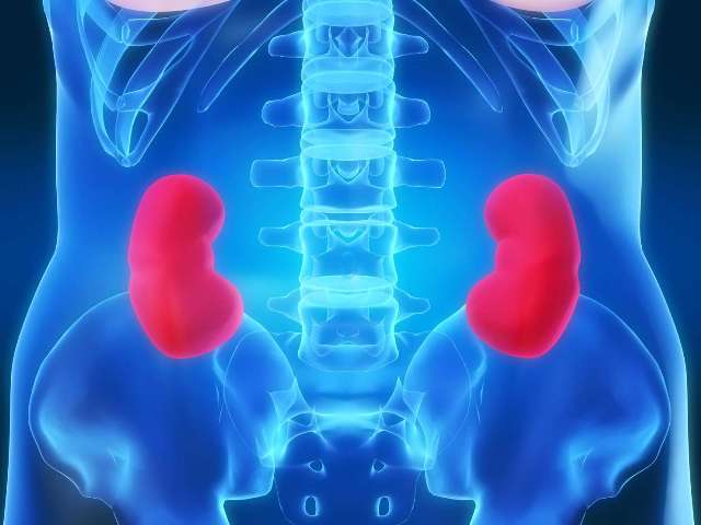 Le cancer du rein : points clés LE CANCER DU REIN, QU&rsquo;EST-CE QUE C&rsquo;EST ?