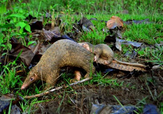 Le pangolin, ni aliment, ni médicament mais régulateur de l’écosystème