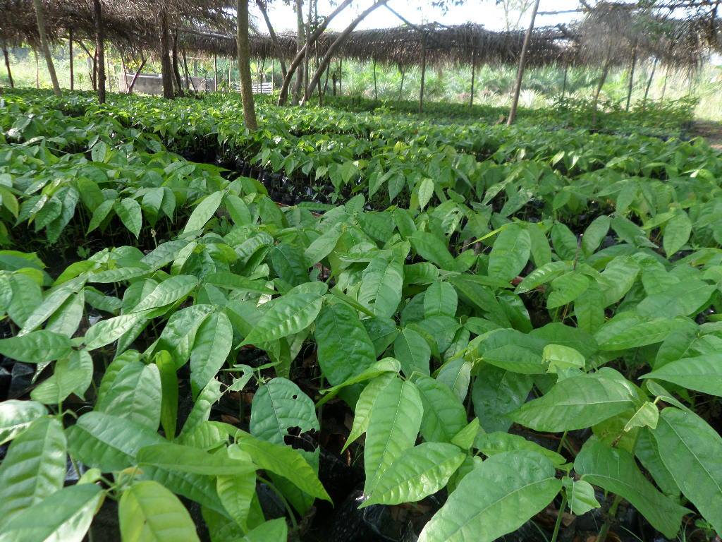 L’ONG ADE A REMIS DES PLANTS AUX PRODUCTEURS DE CAFE ET CACAO