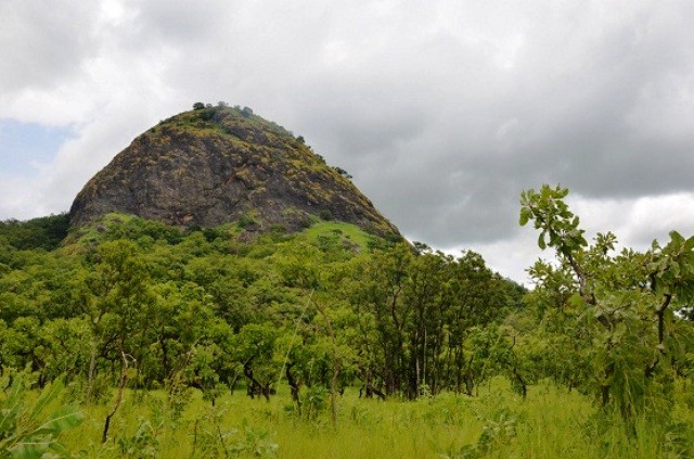 EXTENSION DU COUVERT VEGETAL FORESTIER :LES PLANTEURS PRIVES DU TOGO APPORTENT LEUR CONTRIBUTION