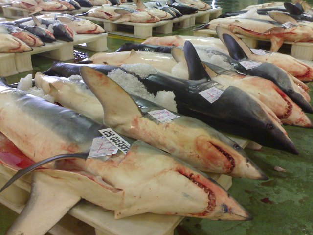 Trafic illicite d’espèces protégées : les requins menacés d’extinction