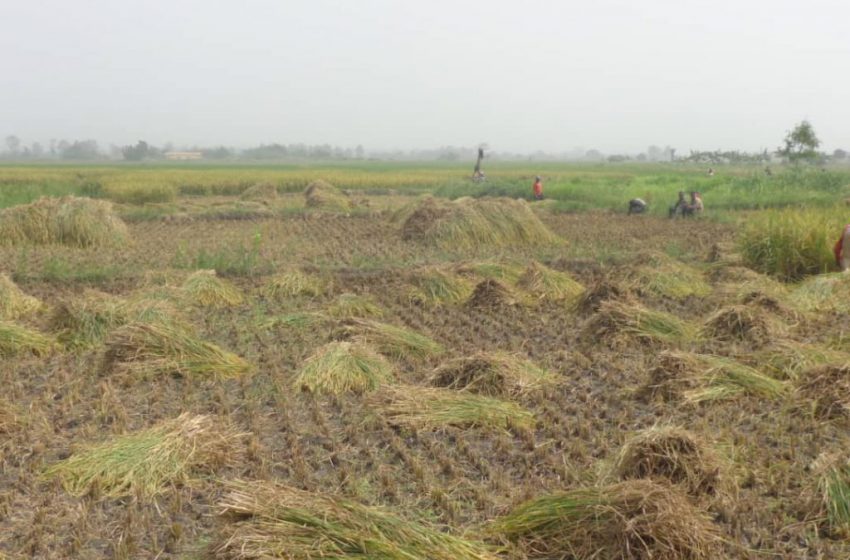 ZIO : LE RIZ DE KOVIE DANS LE PROCESSUS DES INDICATIONS GEOGRAPHIQUES