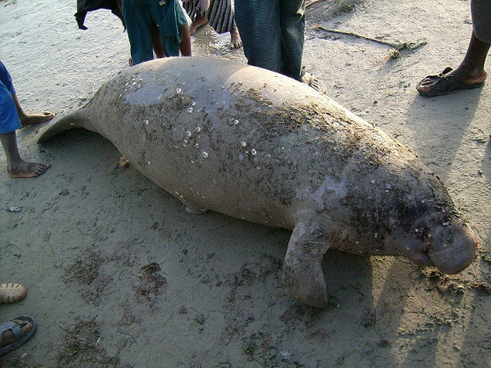 Terrible menace d’extinction des lamantins d’Afrique de l’ouest