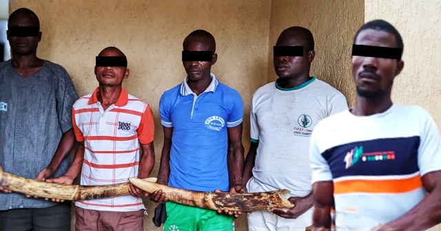 Trafic d’espèces protégées : 5 trafiquants d’ivoire arrêtés puis déférés à la prison civile de Sokodé
