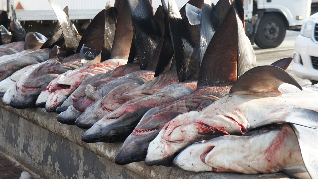 Criminalité environnementale : plus de 100 millions de requins tués l’an, 4000 éléphants braconnés en Afrique chaque année, l’hécatombe !