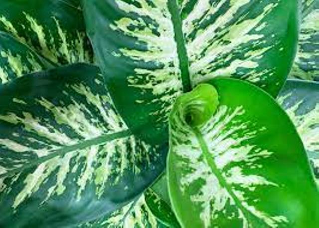 ENVIRONNEMENT : LA COMPETITION « INNO VERTE » LANCEE