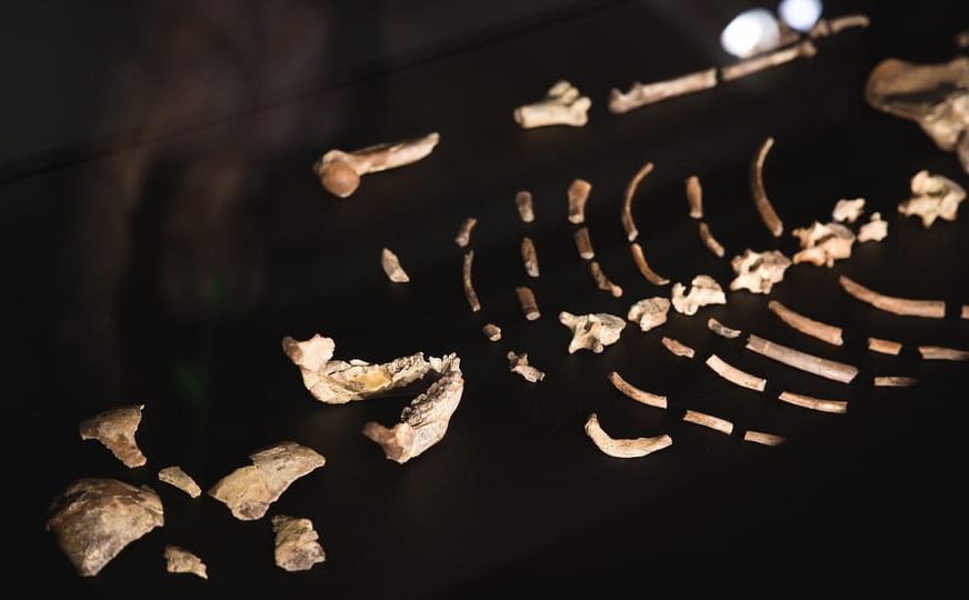 Prague accueille la toute première exposition européenne de l’australopithèque Lucy